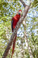Red Macaw