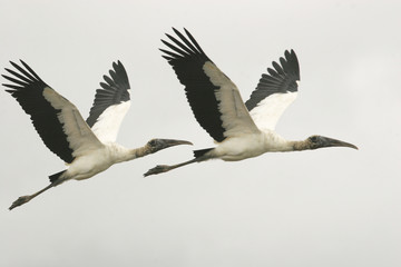 Wood Storks Mycteria americana in flight Unare wetland lagoon, Venezuela