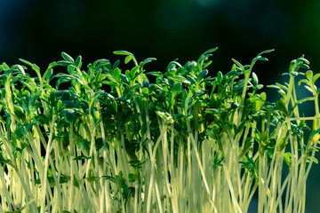 Hintergrund Gartenkresse Pflanzen grün und frisch