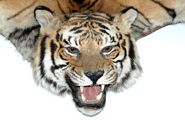 Tiger head - Trophy hunter