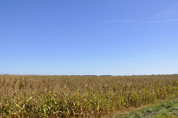 Big field of sweet corn in gold colors with blue sky