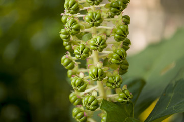 Green flower. Blossom. On the background with green herbs behind