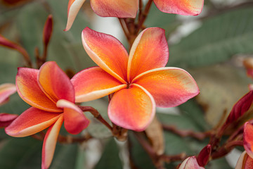 Fototapeta premium Beautiful orange and pink frangipani flowers. Thailand, Bangkok, Wat Pho.