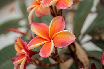 Beautiful orange and pink frangipani flowers. Thailand, Bangkok, Wat Pho.