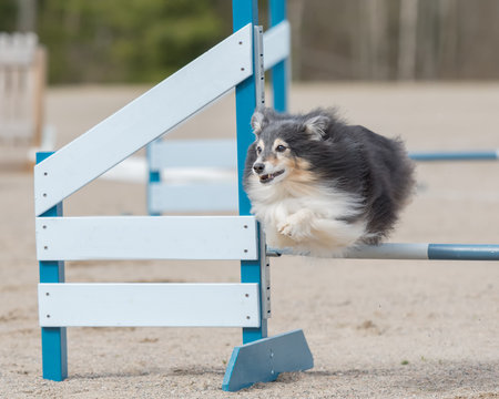 Old Shetland Sheepdog jumps over an agility hurdle in agility competition