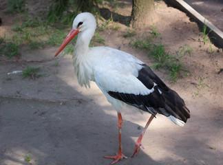 White stork with black wings stands on ground in zoo
