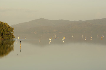 Amazing sunrise light at wetland with a group of birds feeding