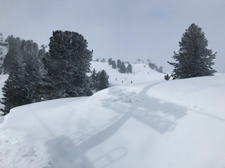 Pine Trees Mountain Snow Winter Cold Austria