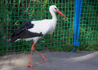 White stork with black wings pacing on road in zoo