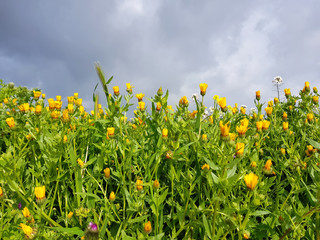 Paesaggio di Sardegna