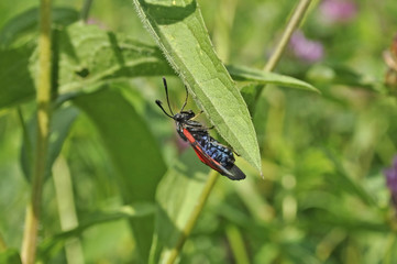 Red beetle on a green leaf grass