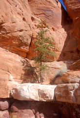 Young pine tree and red rock cliffs in Bears Ears Wilderness of Southern Utah