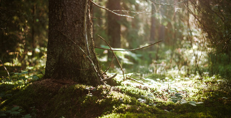 Forest bokeh background