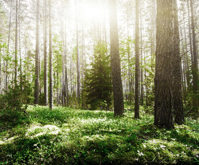 Forest. Wild plants and trees
