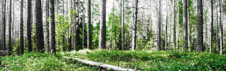 Forest. Wild plants and trees
