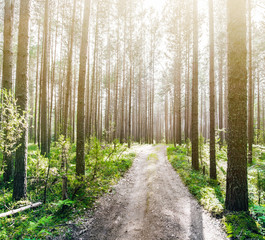 Forest outdoor landscape