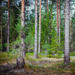 Ecology summer beautiful background