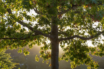 Sunlight behind a Tree