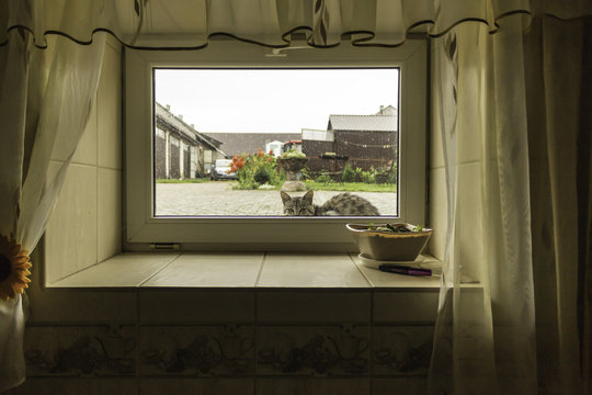 A cat sitting under the rain in the farmyard  and looking to  the window of the cellar  home. The end of the summer . Podlasie, Poland.