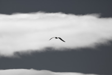 Fototapeta na wymiar flying seagull in sky isolated, symbol of freedom in black and white