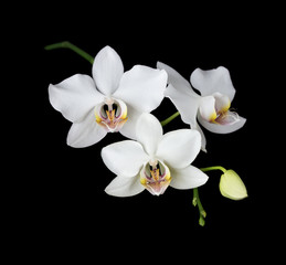 Fototapeta na wymiar White Orchid on a black background