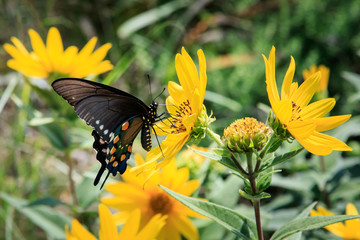 Pipevine Swallowtail Butterfly on Mt. Scott in the Wichita Mountains