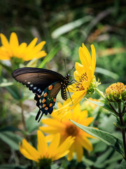 Pipevine Swallowtail Butterfly on Mt. Scott in the Wichita Mountains