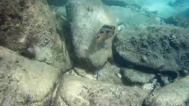 Blackspotted pufferfish puffer fish