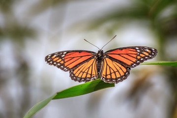 Viceroy Butterfly