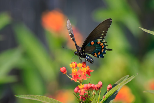 Pipevine Swallowtail Butterfly on Butterfly Weed
