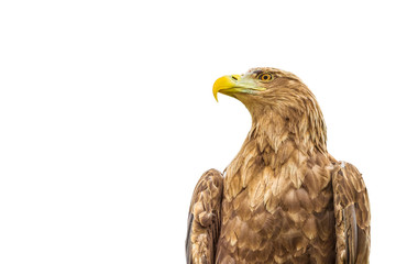 Portrait of  white-tailed eagle isolated on a white background
