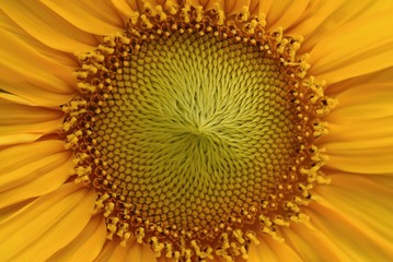 Girasole