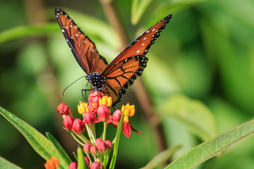 Queen Butterfly on Feeding Butterfly Weed