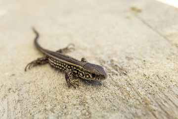 Young brown sand lizard on a sandy ground in the wild. Limited depth of field.