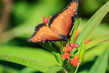 Queen Butterfly on Feeding Butterfly Weed
