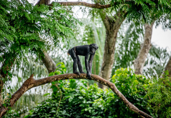 Bonobo on a tree in the background of a tropical forest. Democratic Republic of the Congo. Africa.
