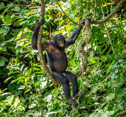 Bonobo on a tree in the background of a tropical forest. Democratic Republic of the Congo. Africa.