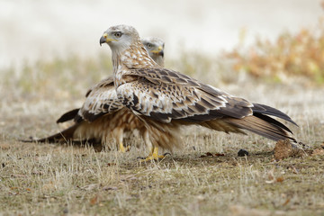 Couple Red Kite (Milvus Milvus) feeding on the ground