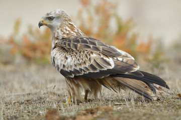 Red Kite (Milvus Milvus) feeding on the ground