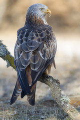 Red kite (Milvus milvus) perched on an oak trunk