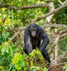 Bonobo on a tree in the background of a tropical forest. Democratic Republic of the Congo. Africa.