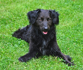  Young black dog lying in the sun on green grass. Young black dog lying in the sun          on green grass.