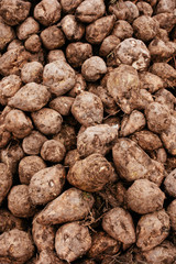 Sugar beet harvest