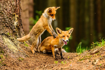 Red fox in the woods(Vulpes vulpes)