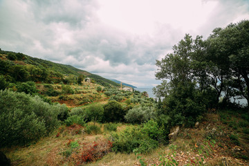 Fototapeta na wymiar olive trees in the mountains against the cloudy sky background