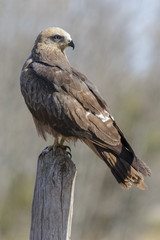 Black kite (Milvus migrans) perched on a trunk