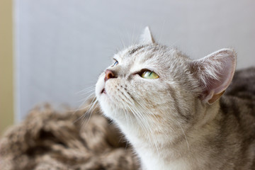 Portrait of britain cat over white background.