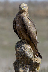 Black milan (Milvus migrans) perched on a rock in the sun