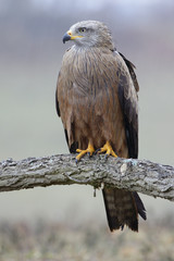 Black kite (Milvus migrans) perched on an oak trunk