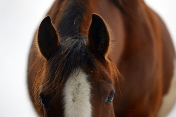 ears and eyes, detail of a beautiful brown horsehead in winter